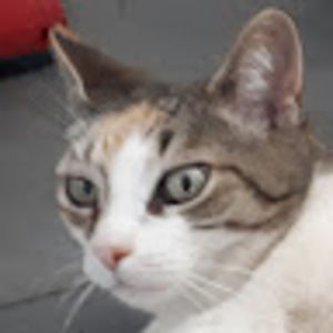 Meet your Posher, Dean